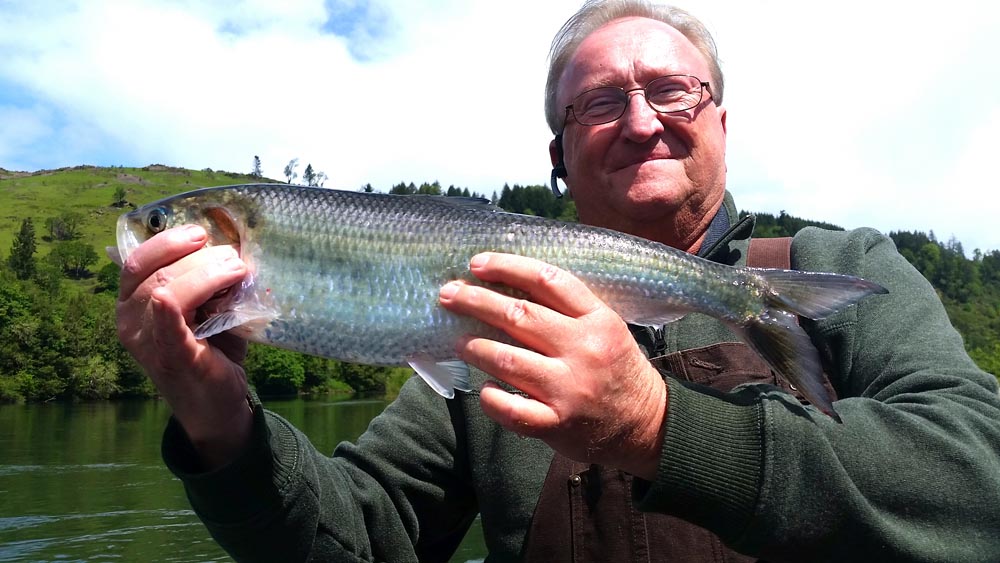 fishing planet american shad north carolina fishing planet american shad north carolina